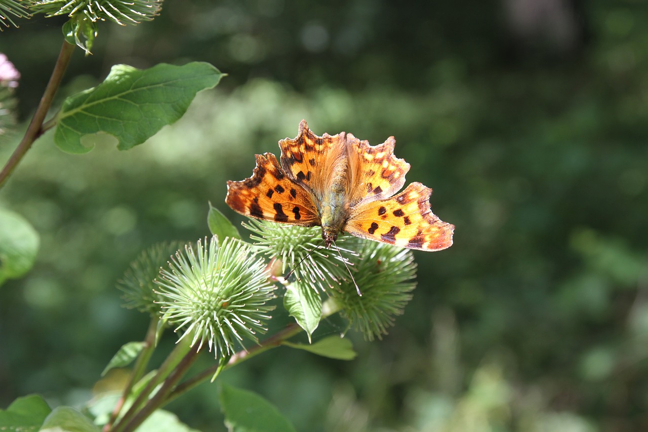 Image - butterfly fuchs thistle little fox