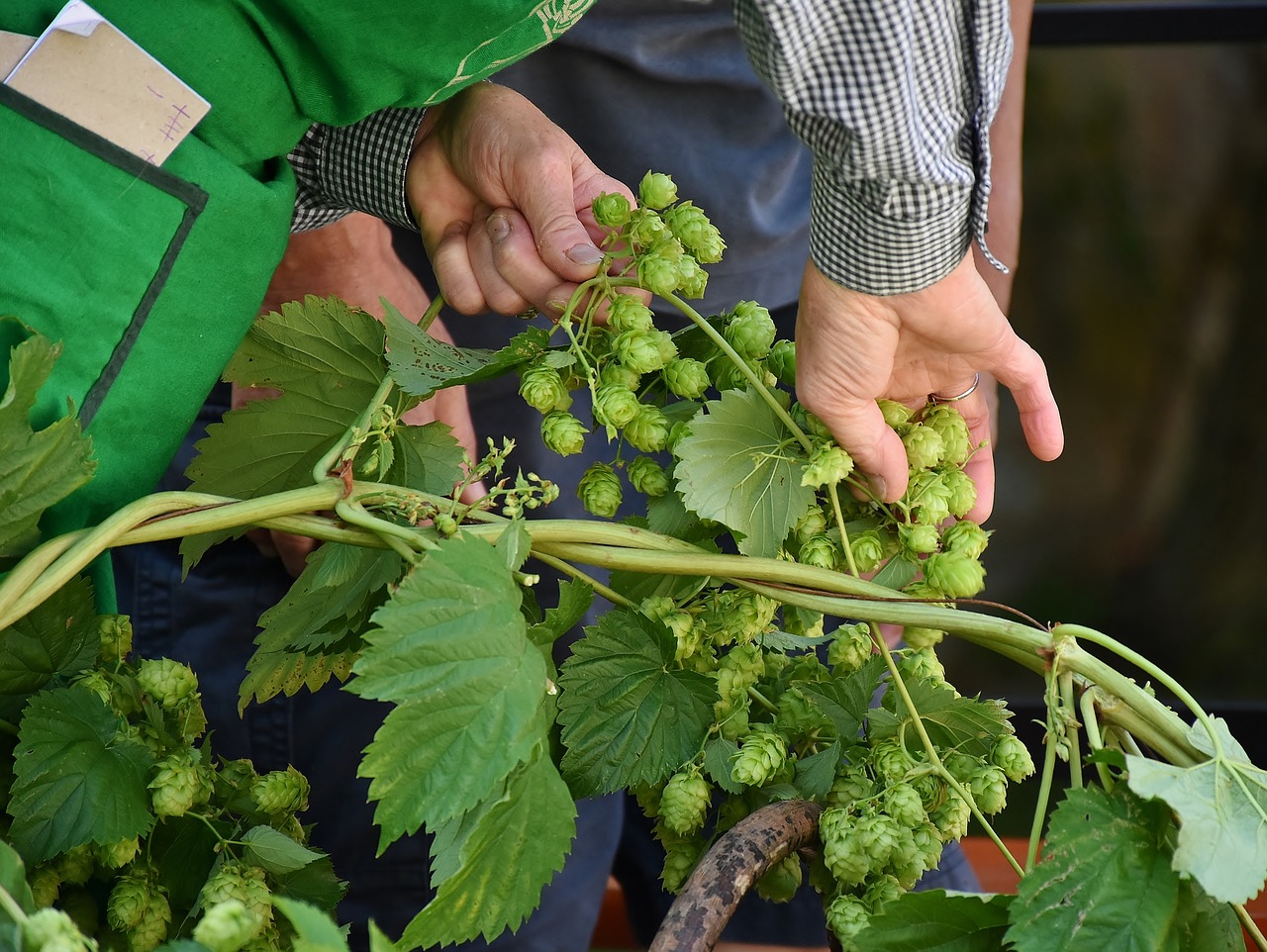 Image - hop vines hops hops plucking pick