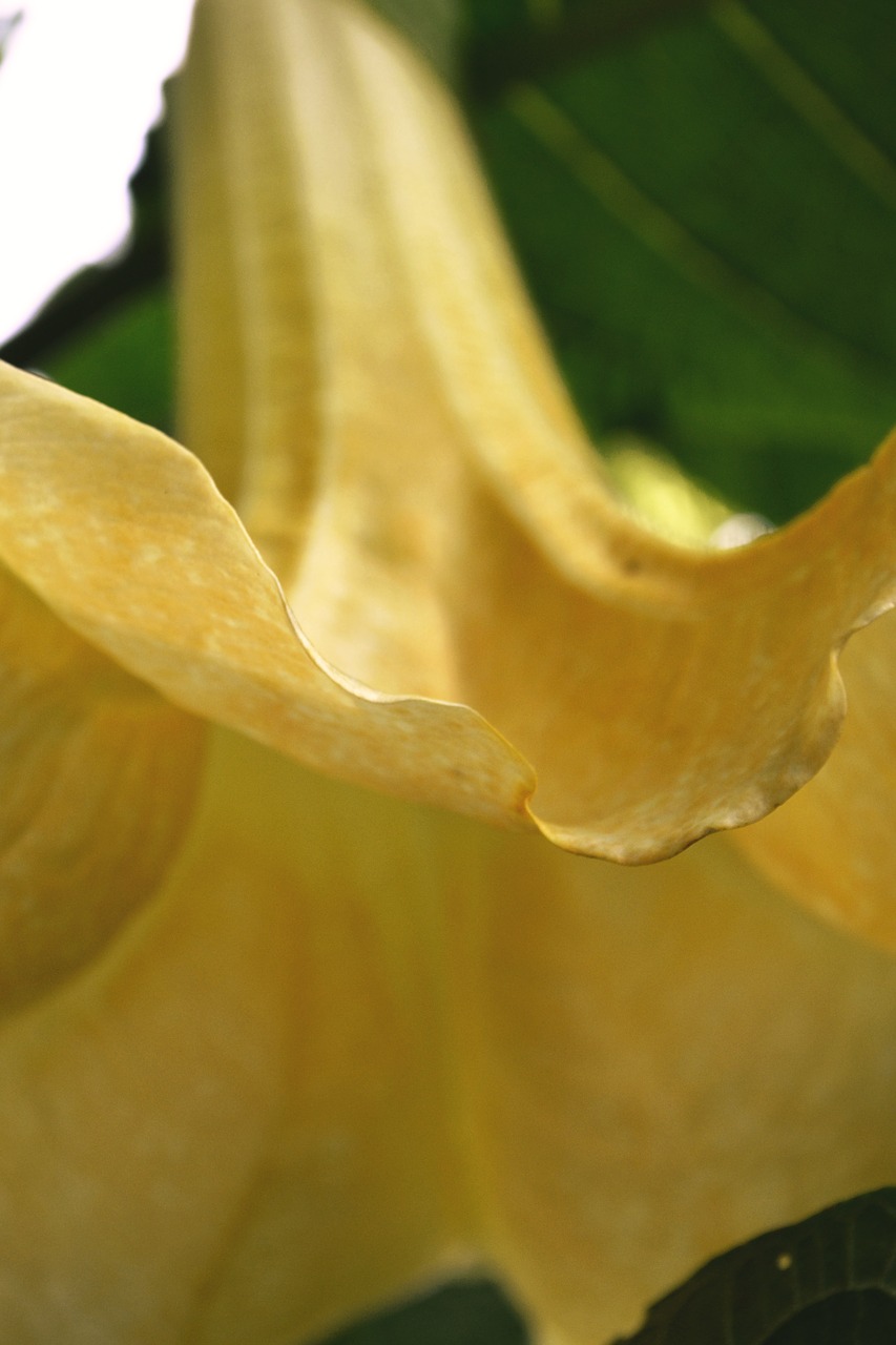 Image - angel trumpet blossom bloom