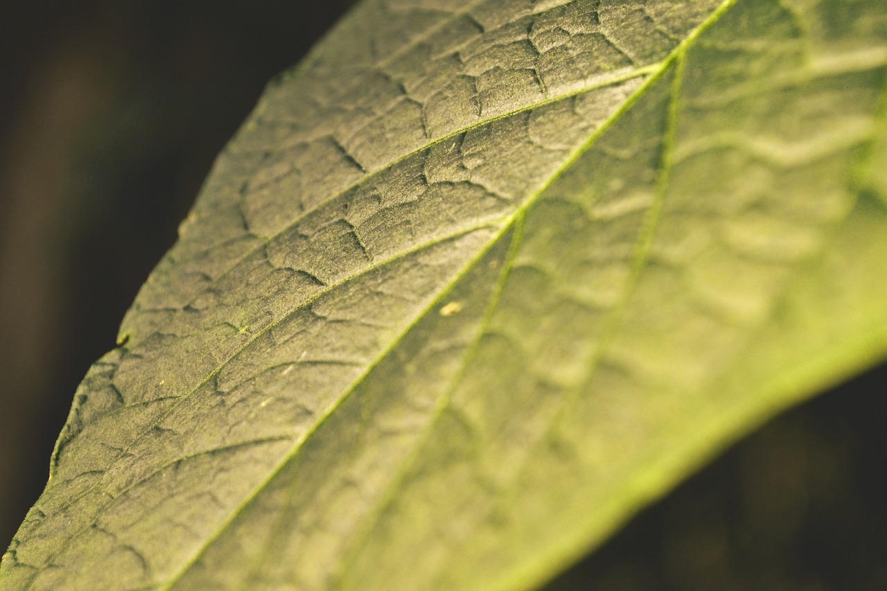 Image - leaf evening sun nature close