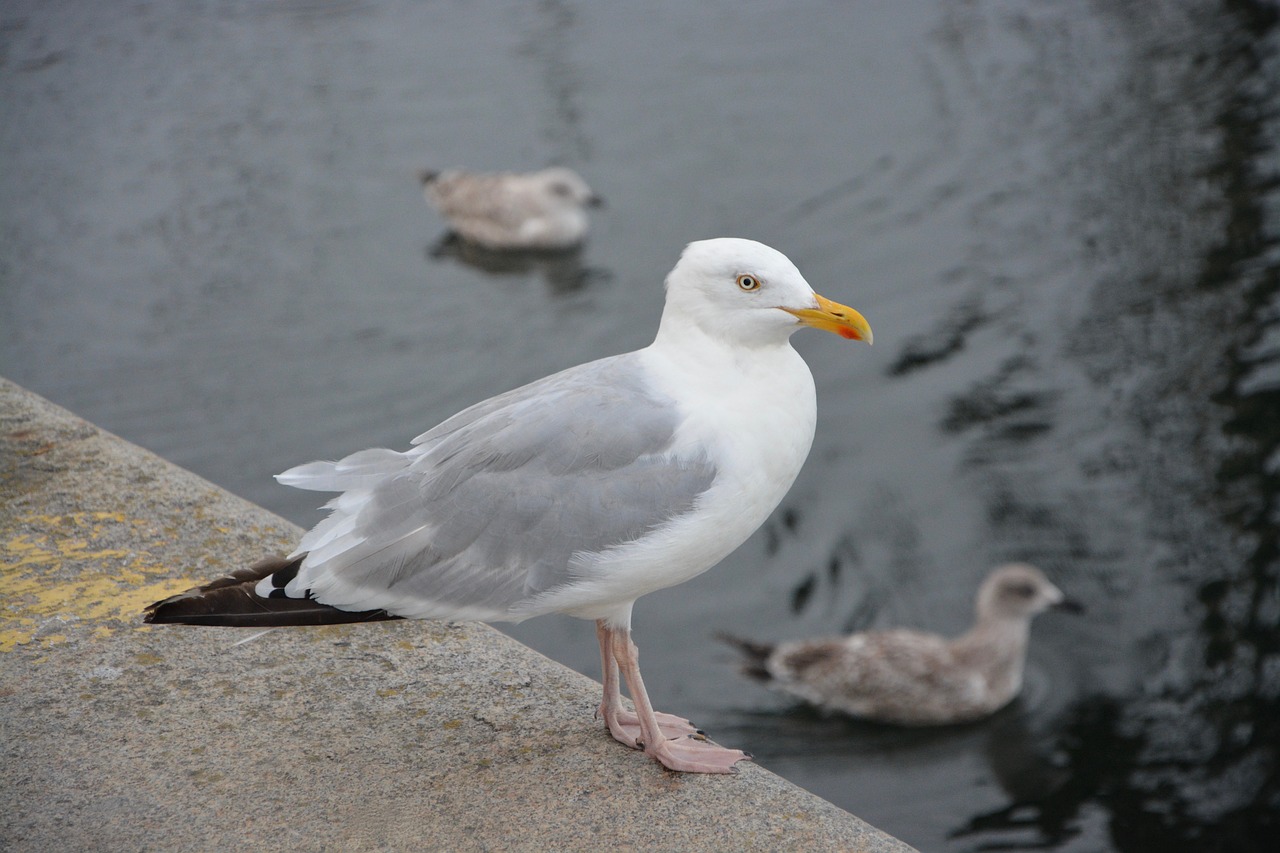 Image - gull port sea seagull seabird