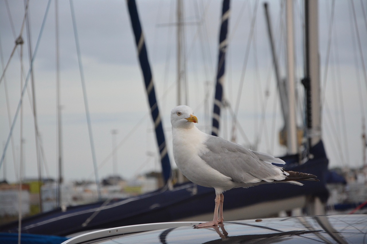 Image - seagull sea silver gull seabird