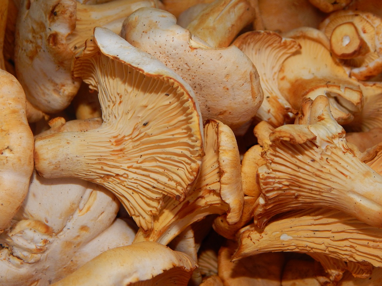Image - mushrooms chanterelles summer