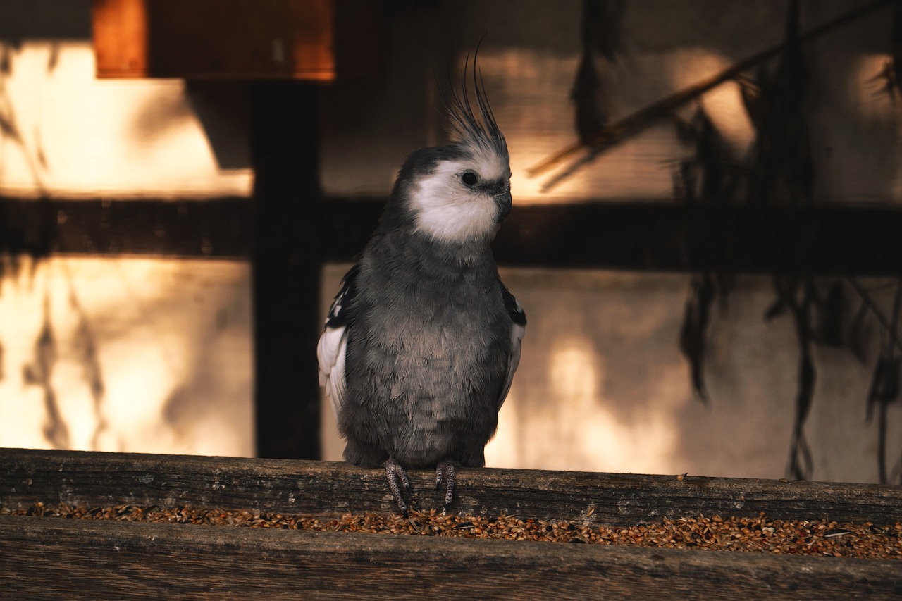 Image - cockatiel bird animal world