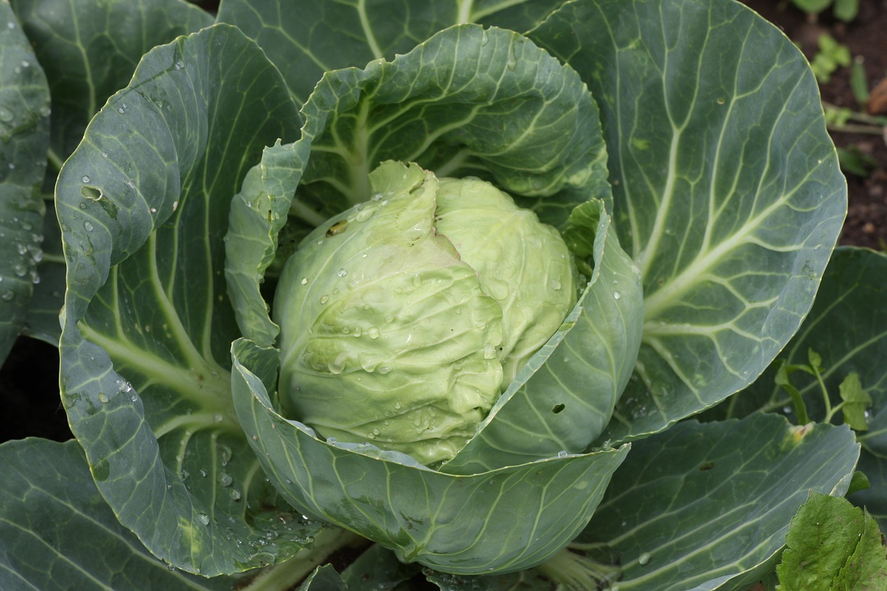 Image - white cabbage kohl vegetables food