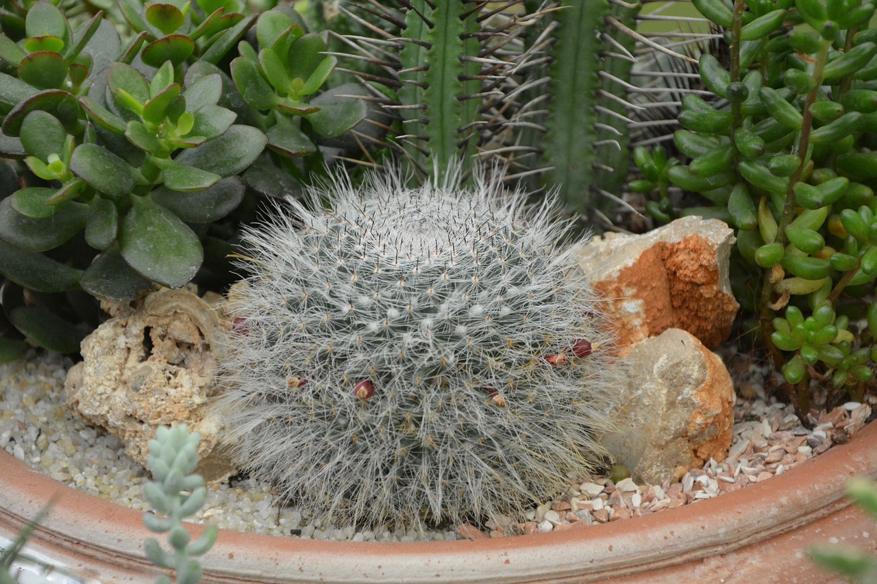 Image - cactus plant green spice thorns