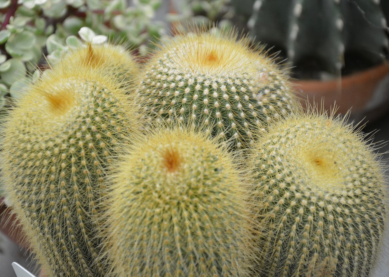 Image - cactus plant spicy thorns nature