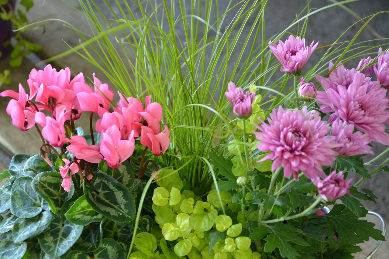 Image - flowers plants flowered