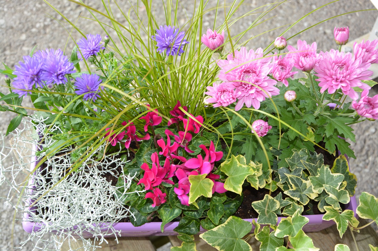 Image - flowers plants colors green pink