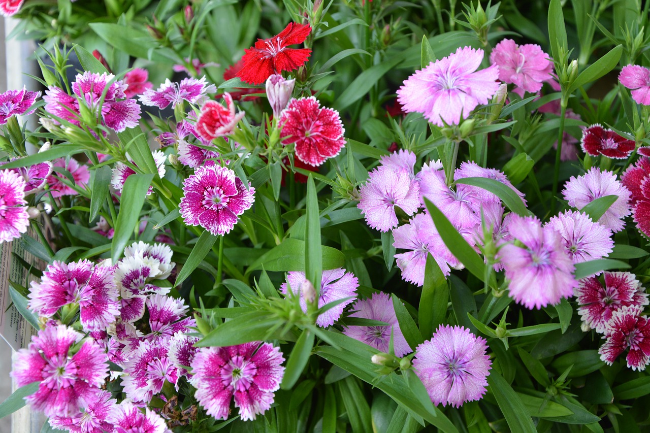 Image - flowers eyelets colors parma violet