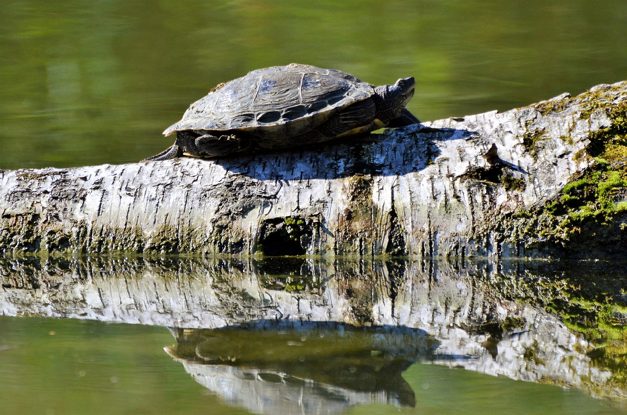 Image - turtle reptile water turtle