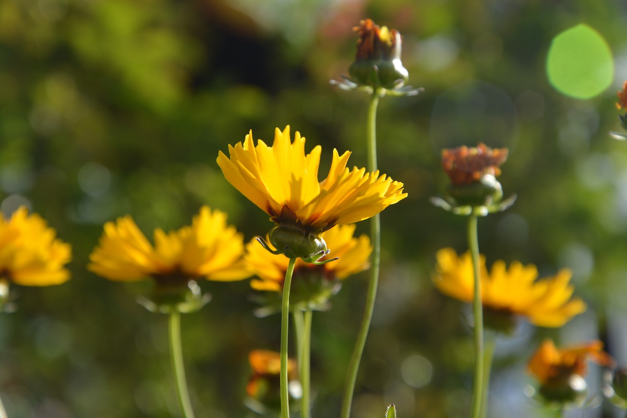 Image - flower yellow flower prairie