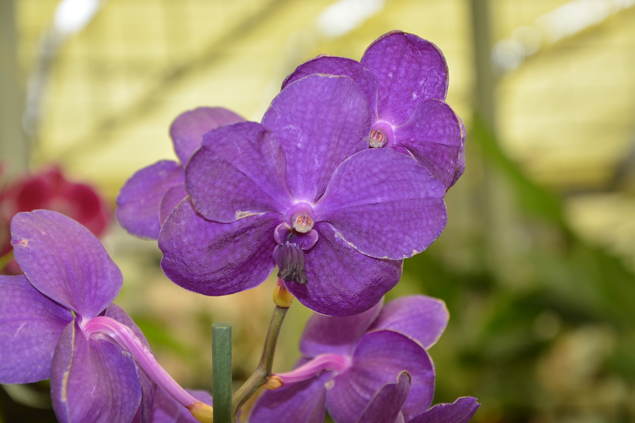 Image - orchid purple color decoration