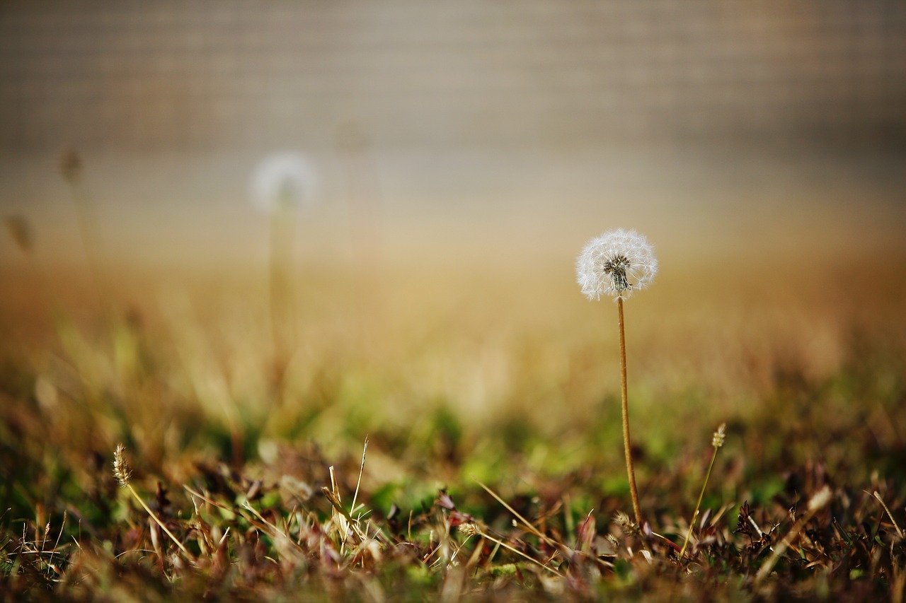 Image - autumn obsession flowers