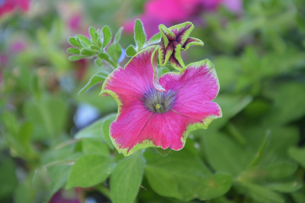 Image - flower plant fuchsia green leaves