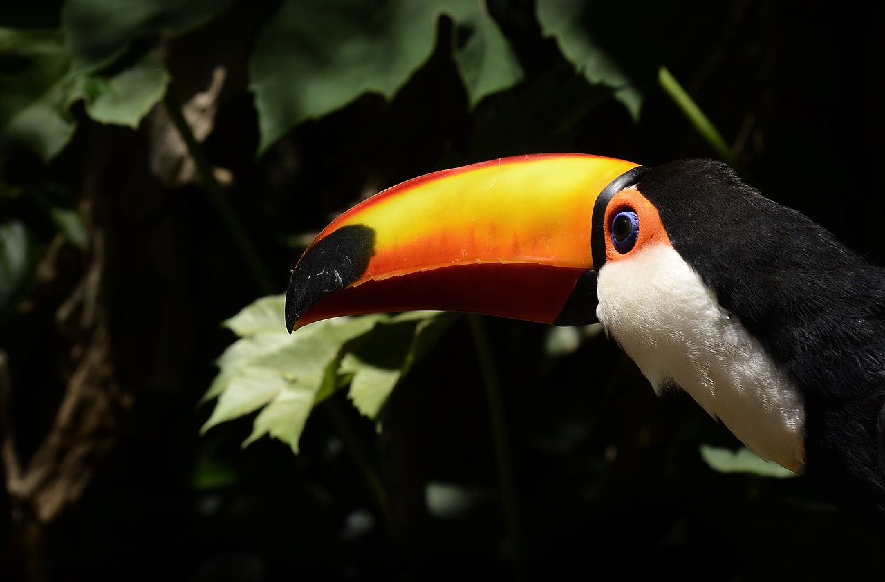 Image - tucan bird yellow ave