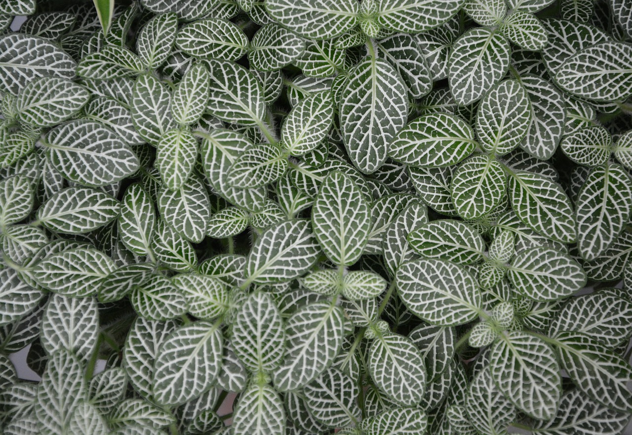 Image - green leaves plant mont blanc ribs