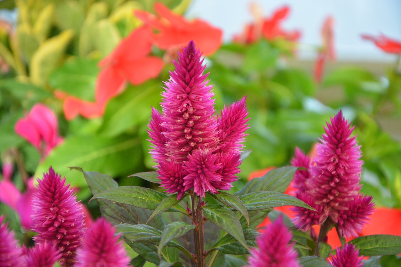 Image - flowers feather duster fuchsia color