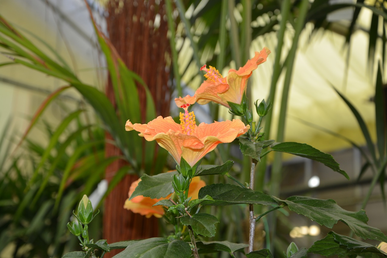 Image - flower hisbiscus plant garden