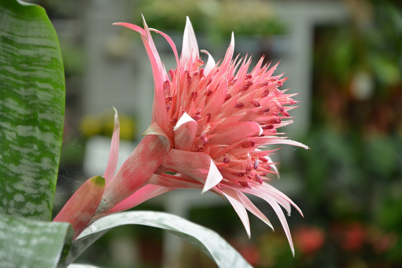 Image - flower succulent decorated offer