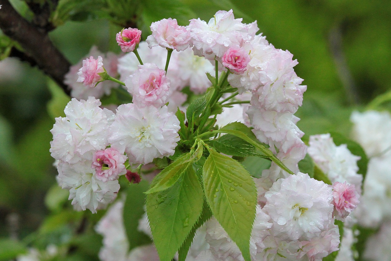 Image - plant cherry blossoms