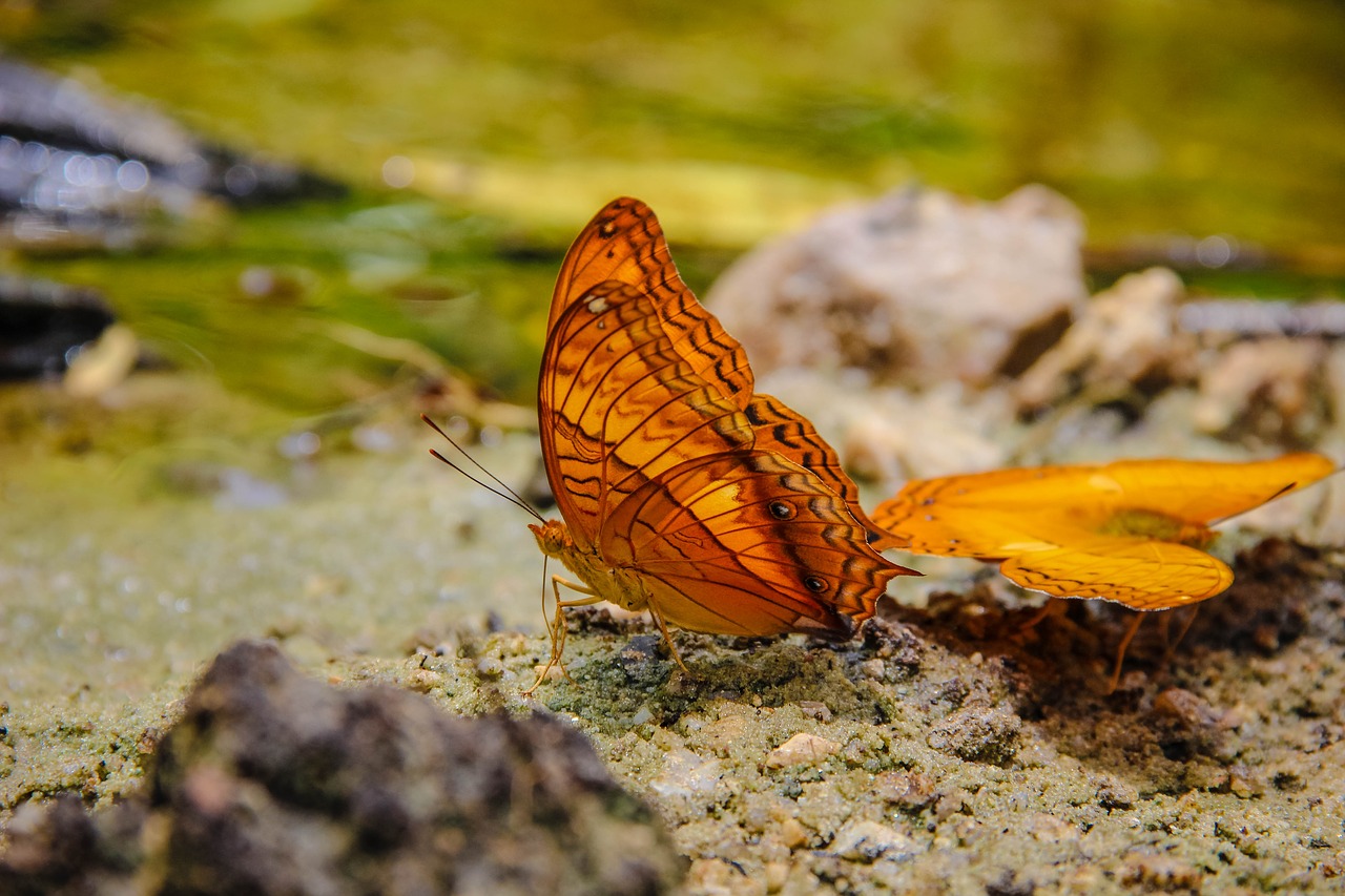 Image - insects butterfly tan pointed tail