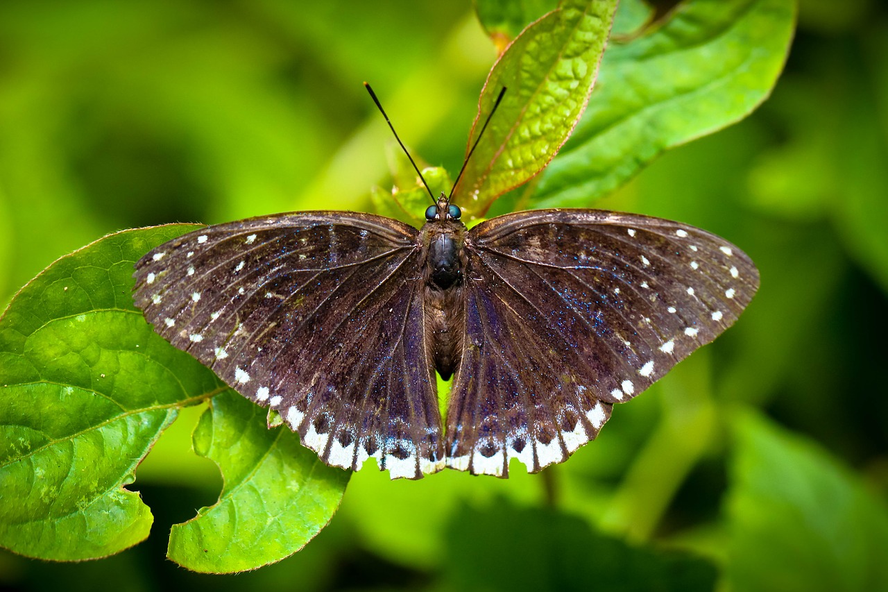 Image - insects butterfly glacier emerald