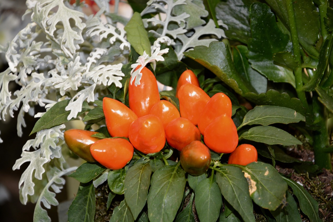 Image - plant chili pepper decoration offer