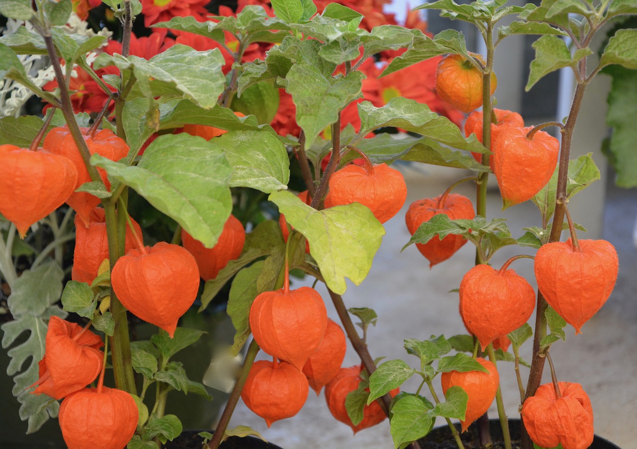 Image - plant physalis color orange