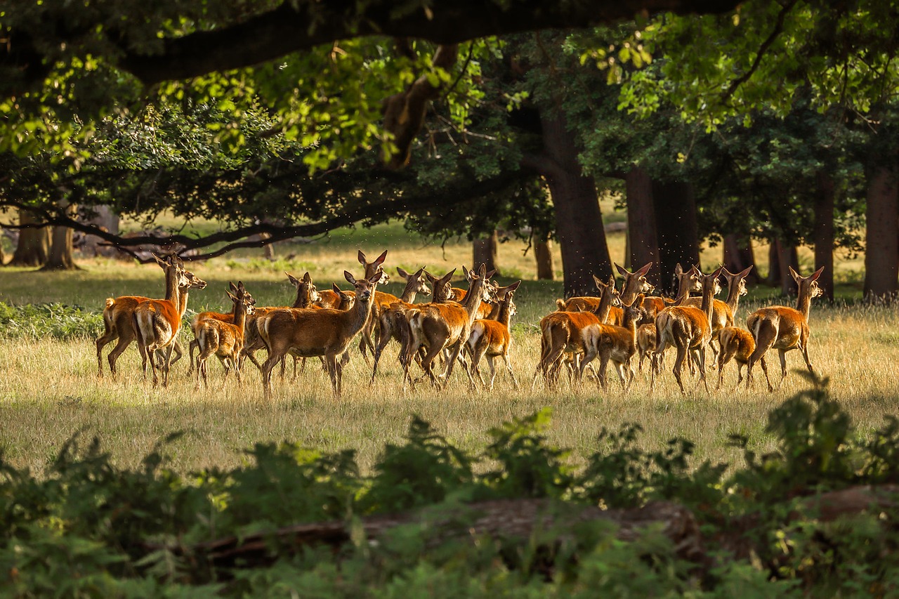 Image - deer forest nature england