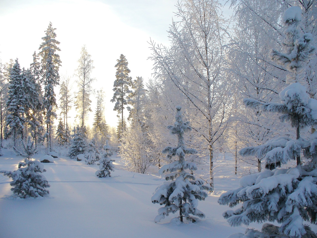 Image - winter forest winter forest snow