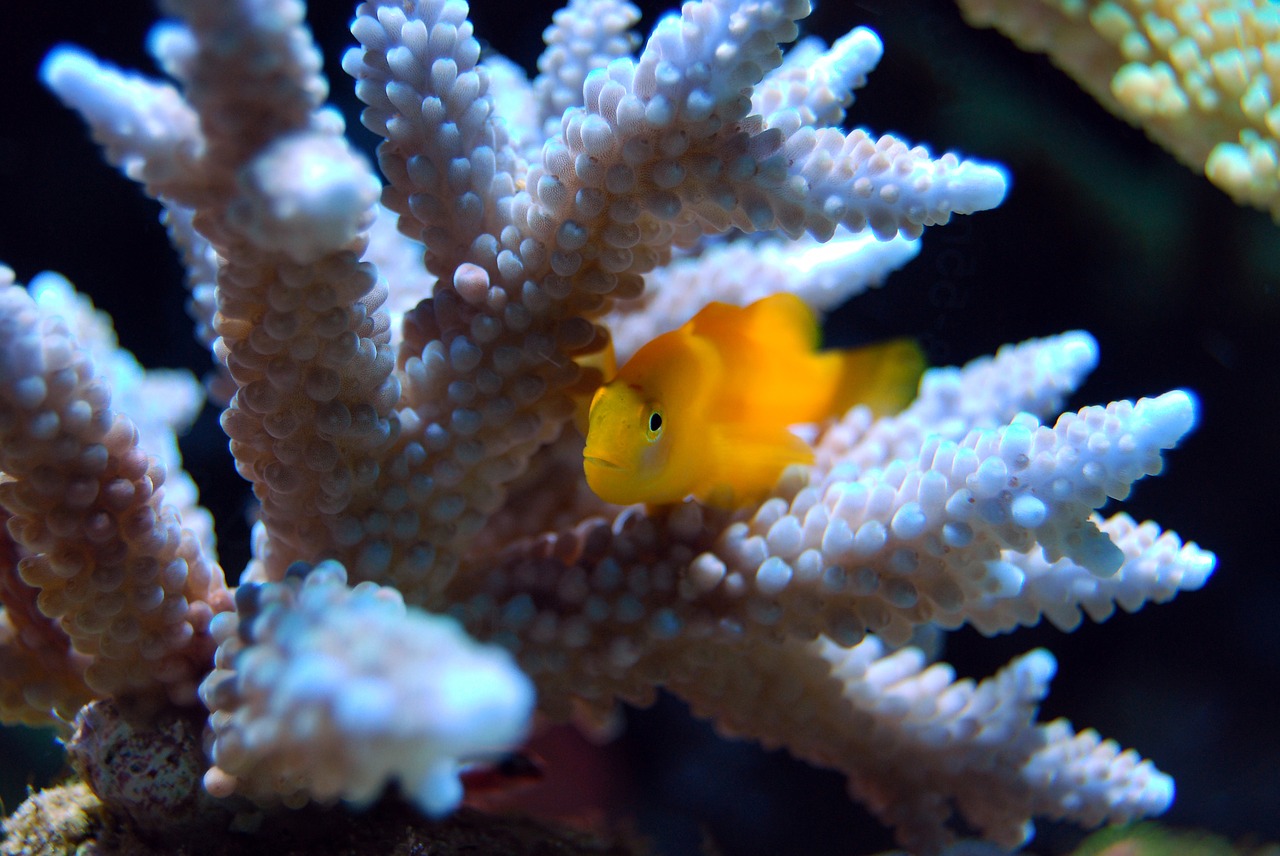Image - coral reef sea underwater water