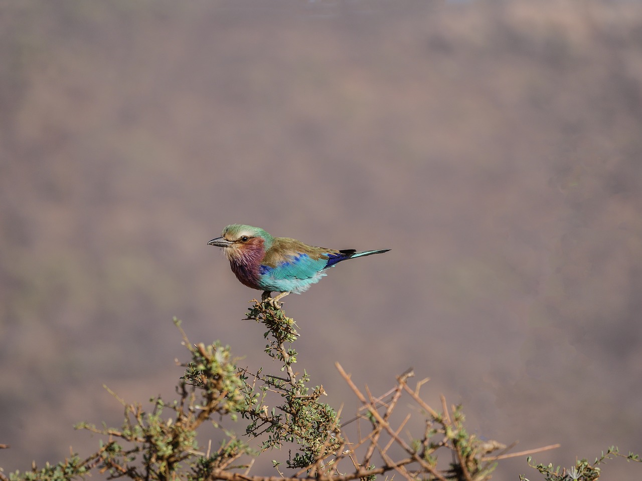 Image - forked roller colorful bird kenya