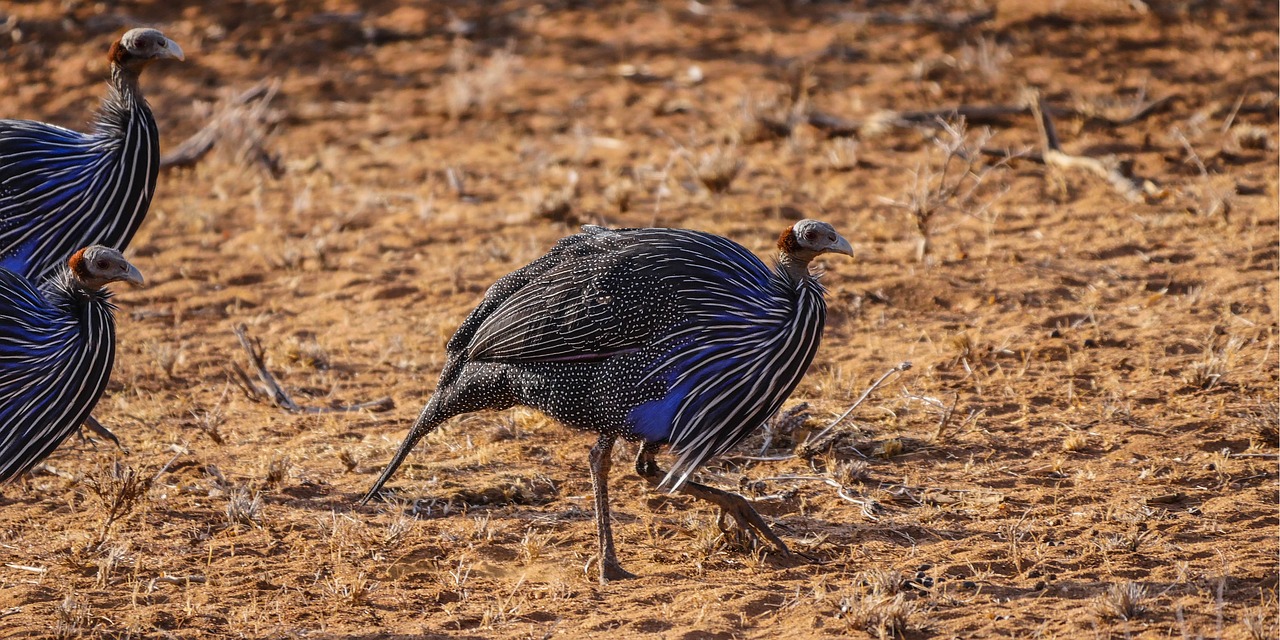 Image - guinea fowl savannah bird