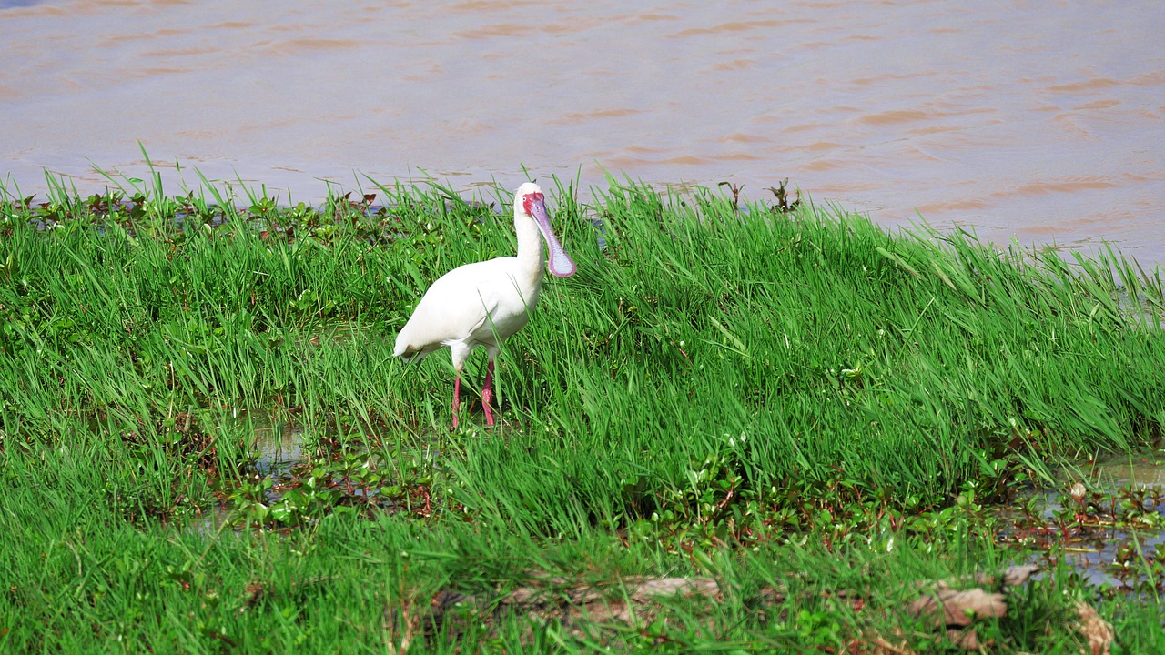 Image - african spoonbill eastern shallow