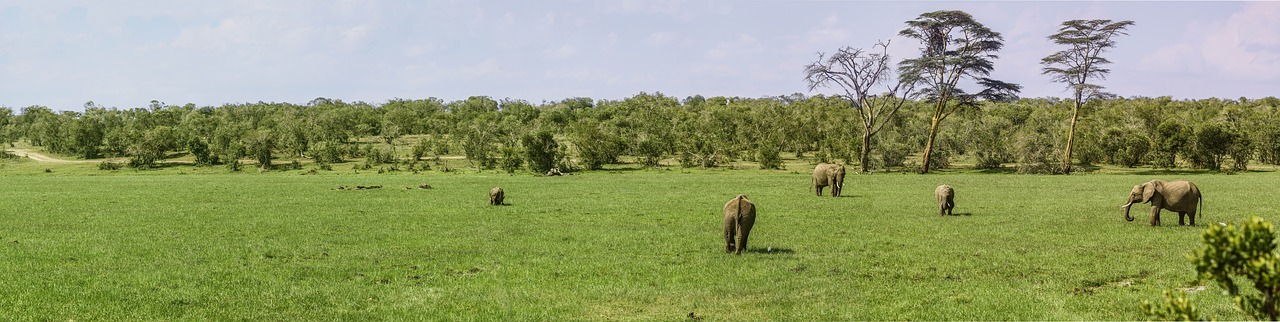 Image - panorama elephant buffalo swamp