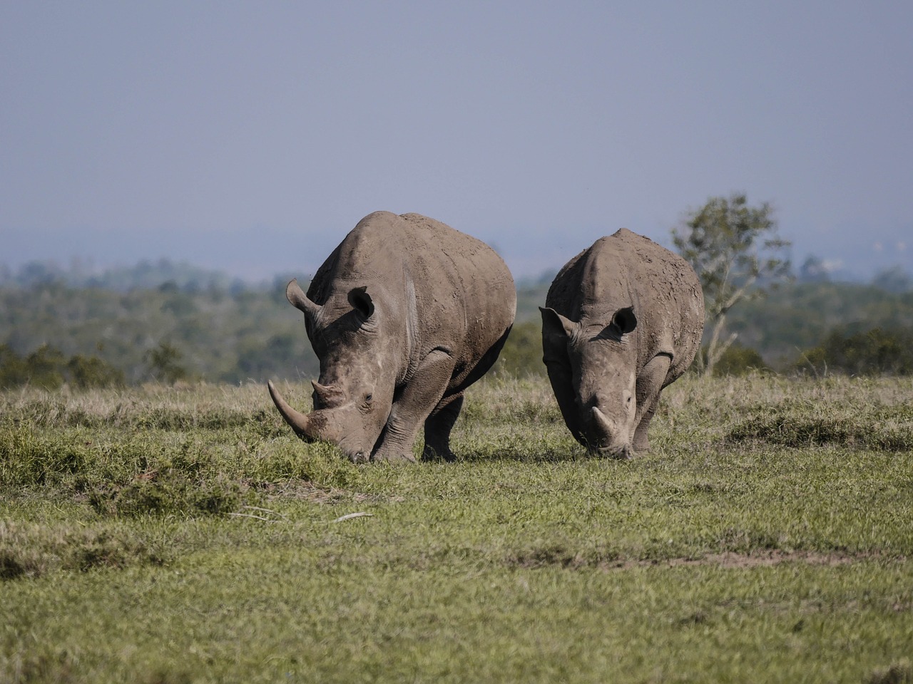 Image - rhino pair eat savannah