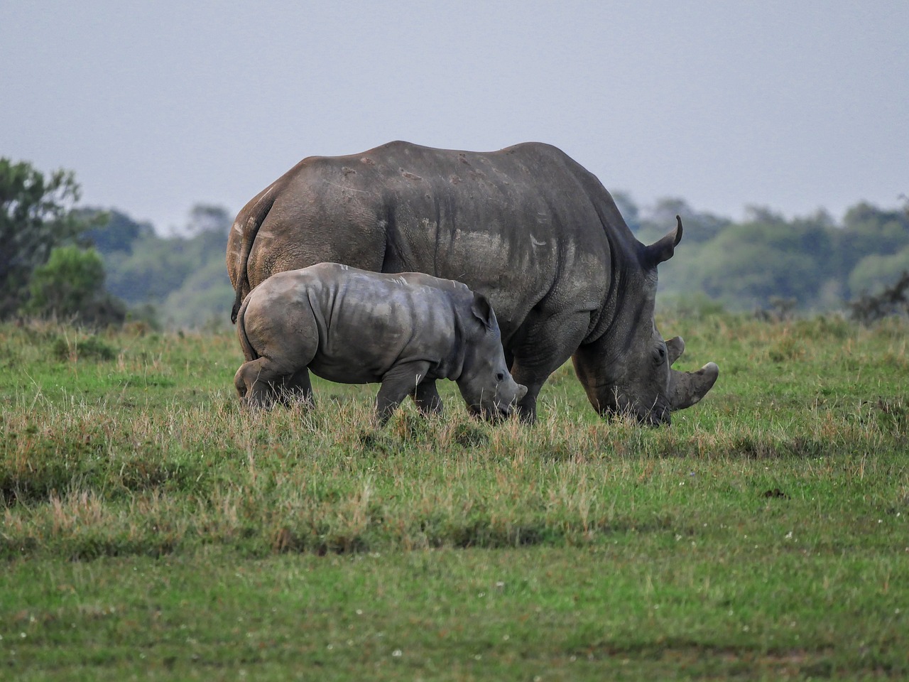 Image - rhino young animal eat savannah