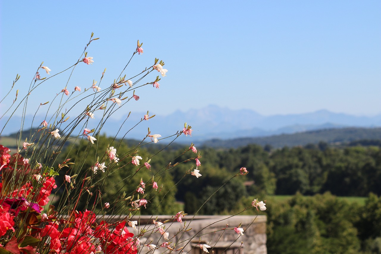 Image - bouquet flowers background mountain