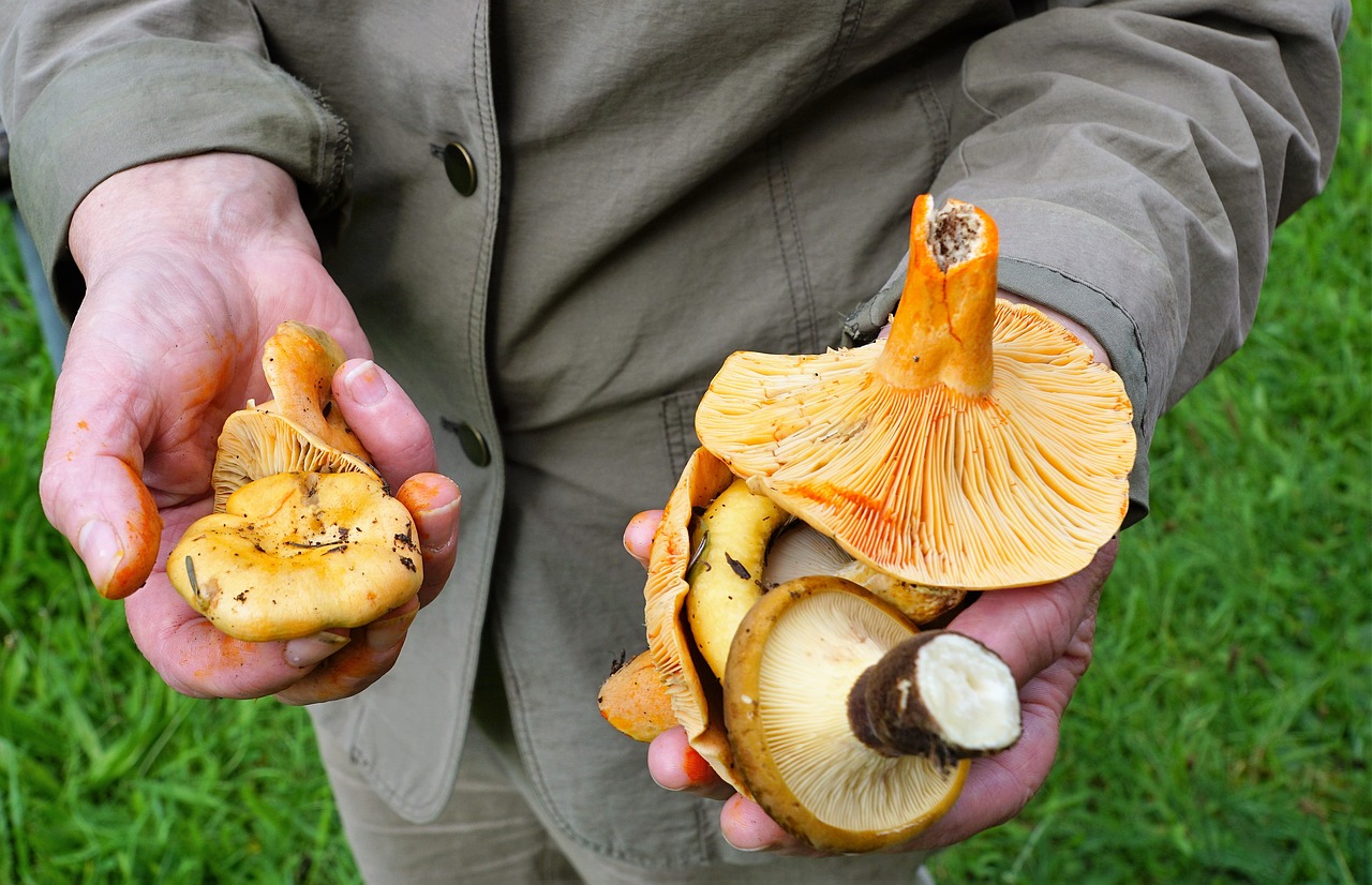 Image - mushrooms vegan eat autumn market