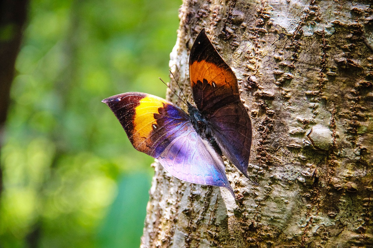 Image - insects butterfly leaves huge