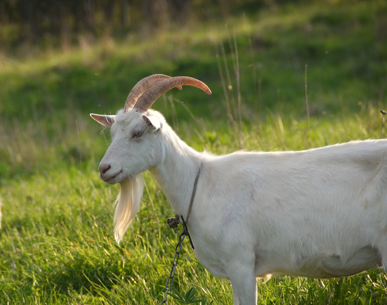 Image - grown up agriculture animal baby