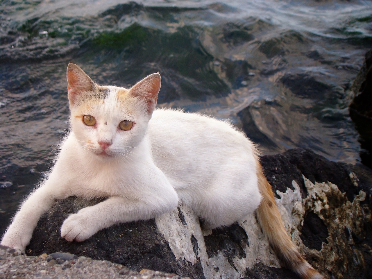 Image - cat tabby sweet nature
