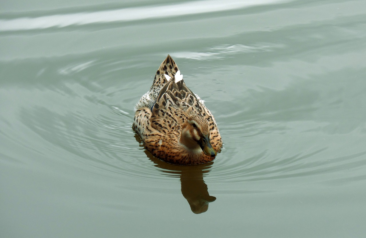 Image - duck pond waterfowl feathers fauna