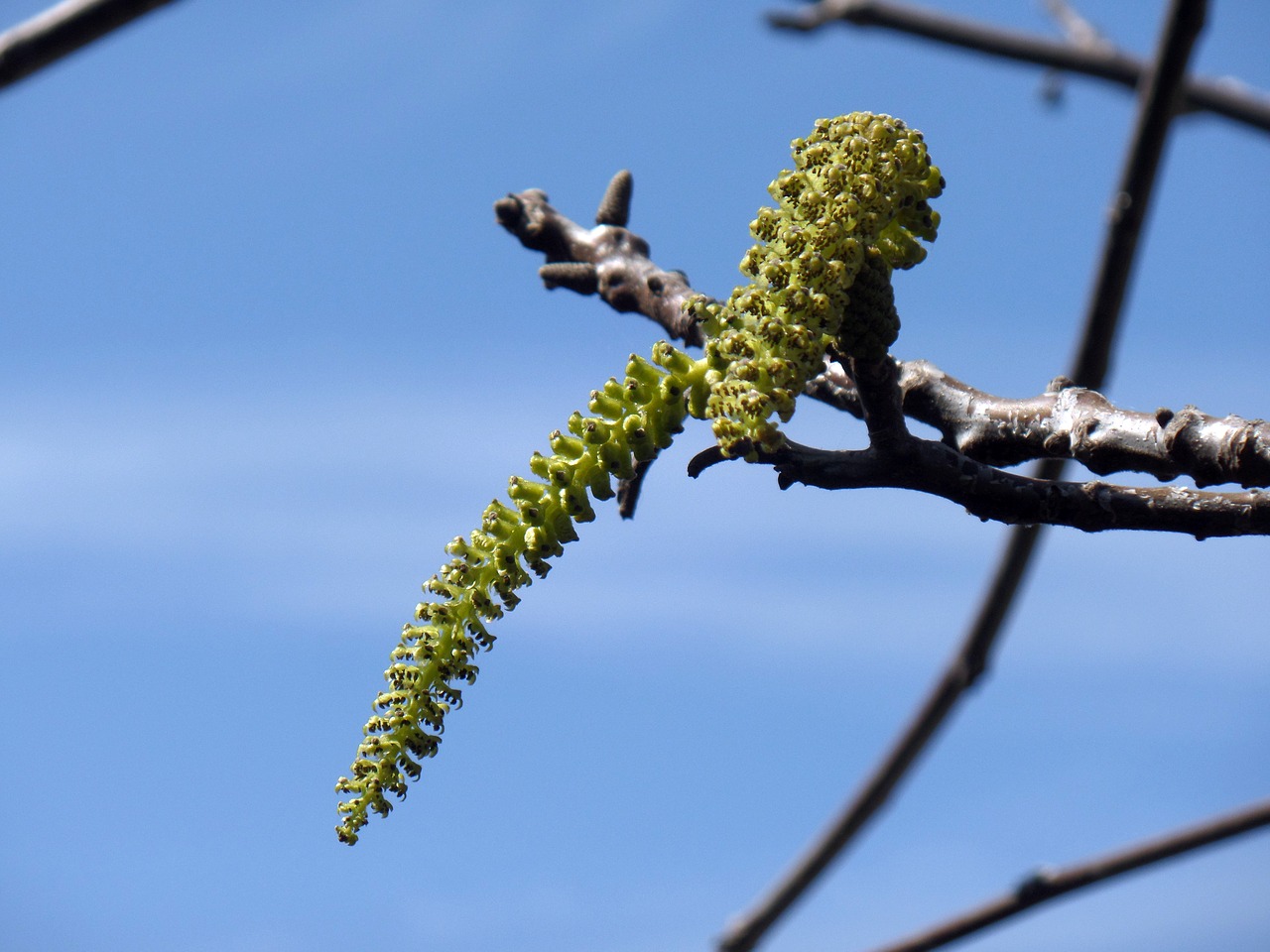 Image - flower walnut green sky tree