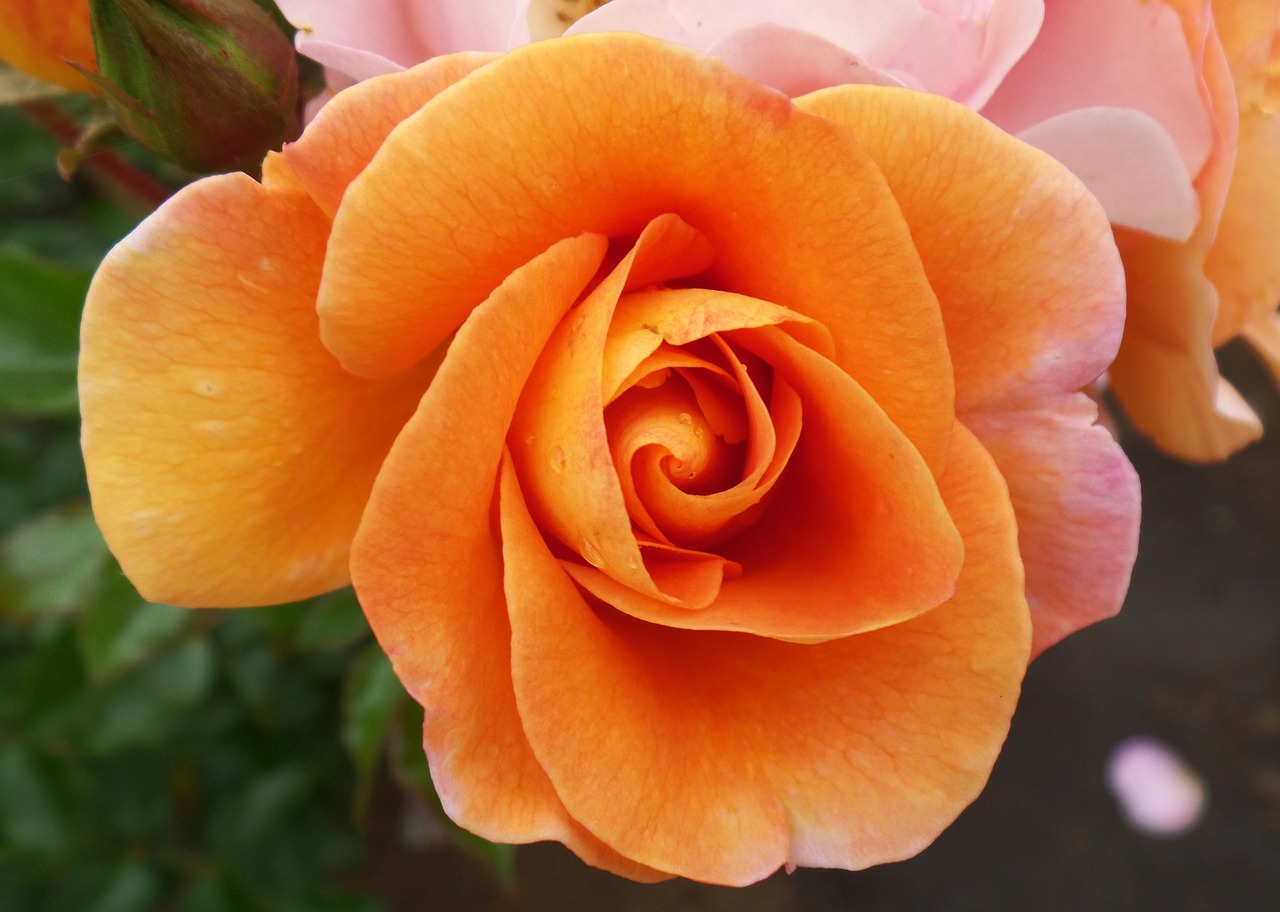 Image - rosa orange flower garden petals