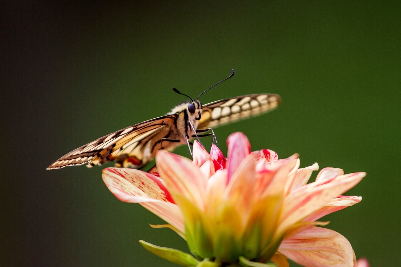 Image - butterfly dovetail papilio butterfy