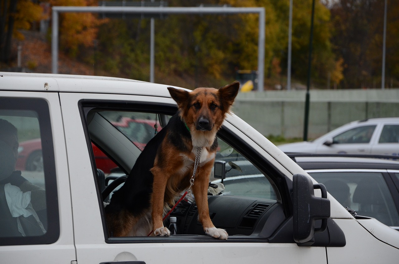 Image - dog car car window animal vehicle