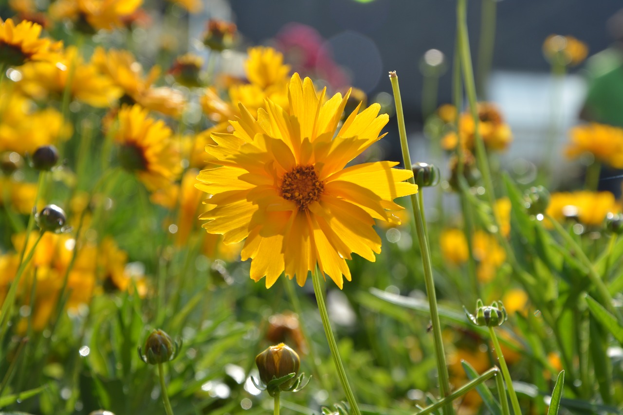 Image - flower plant marguerite orange