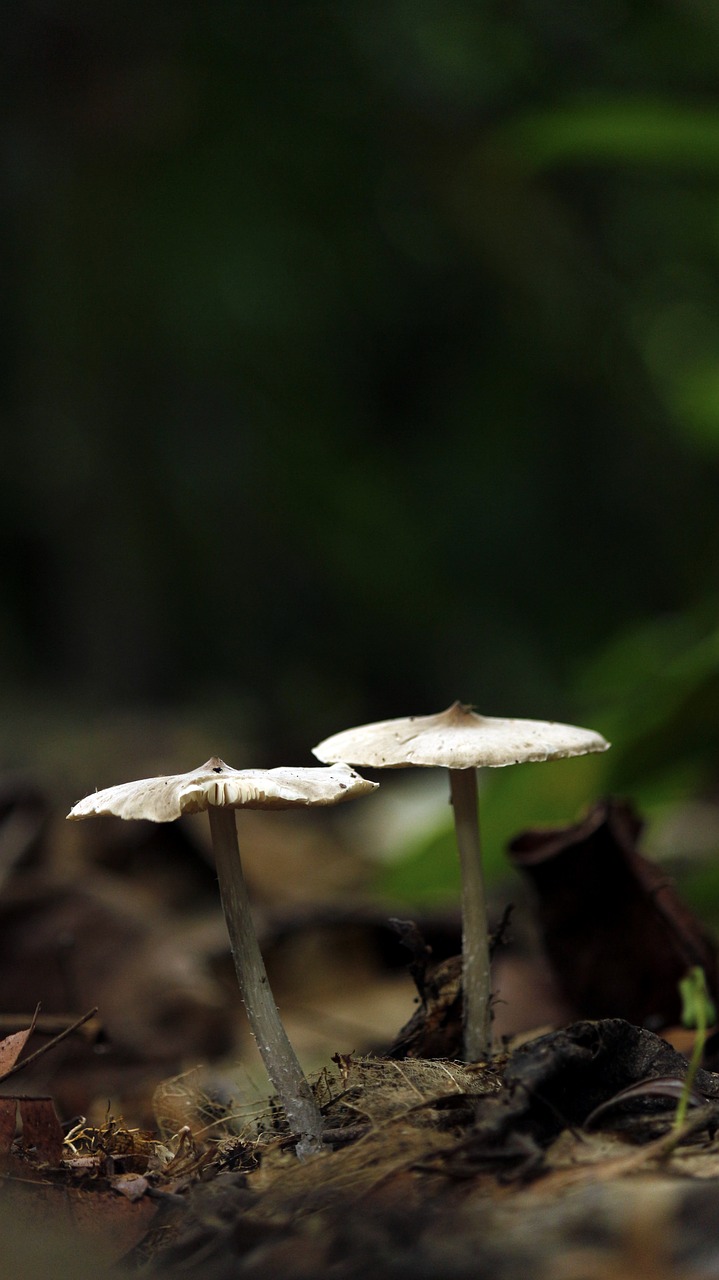 Image - mushroom nature outdoor natural